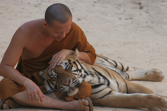 Monk and Tiger, Thailand